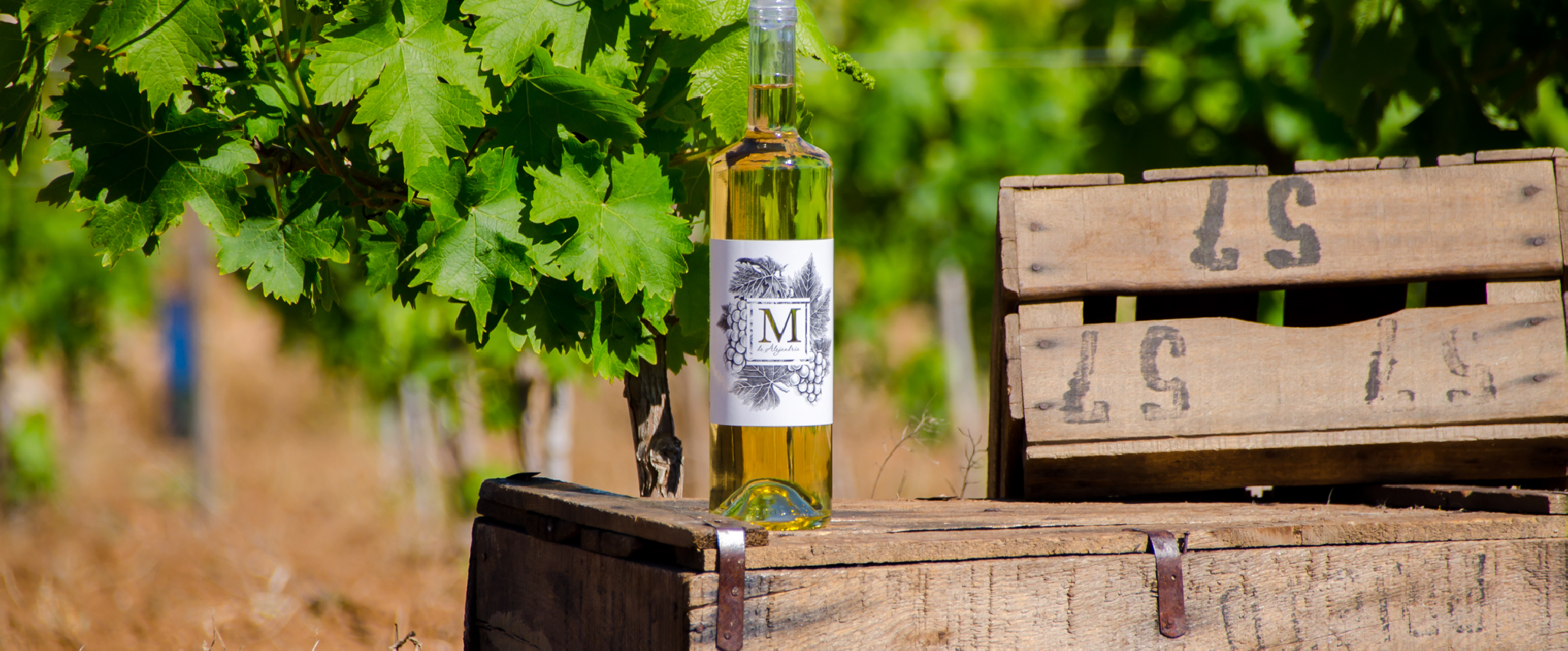 M de Alejandria en el bancal_cajas madera